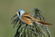 Stephen Nobbs - Bearded Reedling Searching For Food